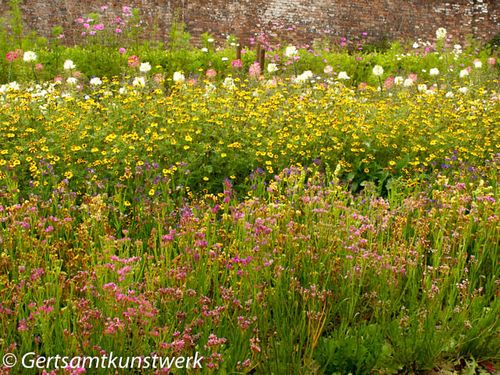 Flowers in rows