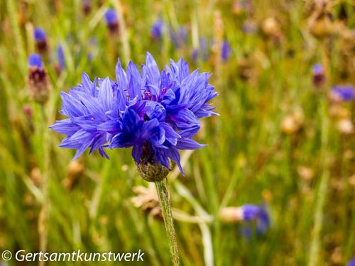 Cornflower