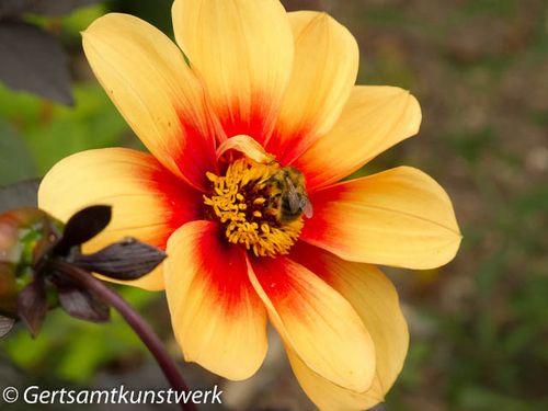 Bee on petals