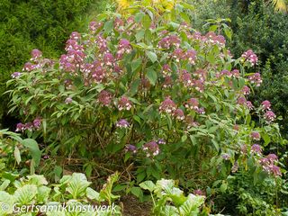 Lacecap hydrangea