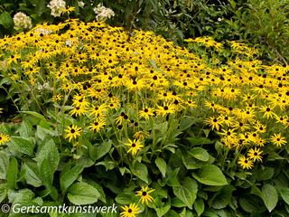 Yellow asters