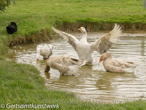 Show off goose