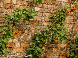 Apple trees