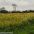 Wildflower Meadow