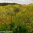 Wildflowers