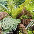 Ferns