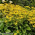 Yellow asters