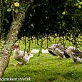 Geese in orchard