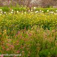 Flowers in rows