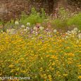 Pretty flowers