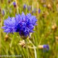 Cornflower