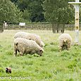 Grouse and sheep