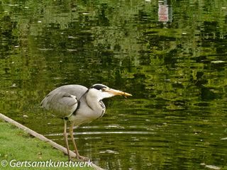 Heron (3)