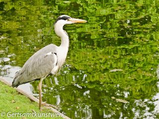 Heron (2)