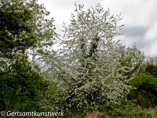 Wilderness blossom