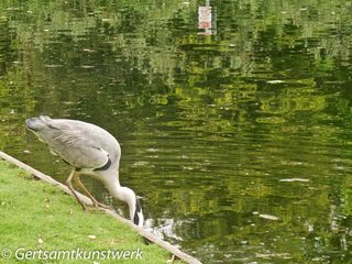 Heron (4)