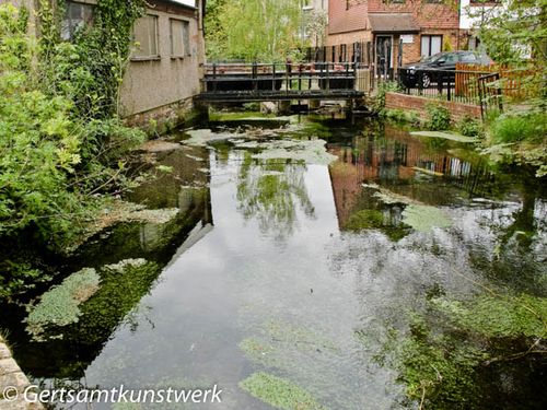 Watercress