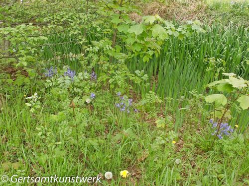 Bluebells