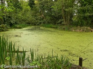 Slime pond