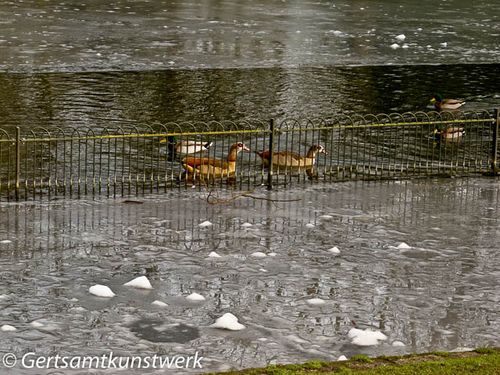 Ducks near ice