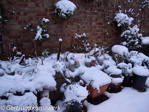 January garden