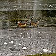 Ducks near ice