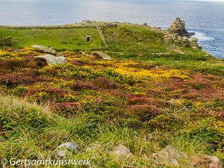 Gorse and heather