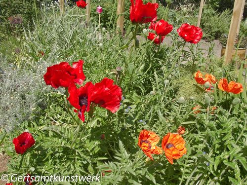 Poppies (2)