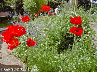 Poppies