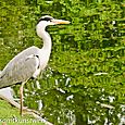 Heron