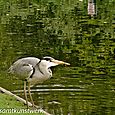 Heron