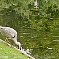 Heron