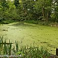 Slime pond