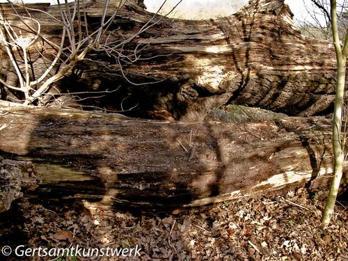 Fallen tree