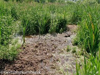 Wetlands