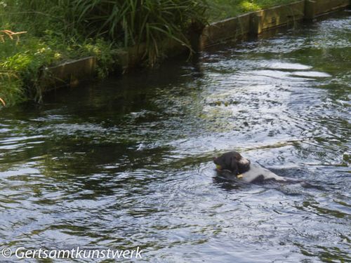 Dog in water