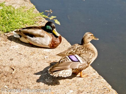 Mallard pair