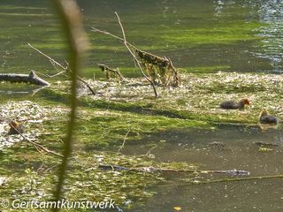 Fluffy ducks (3)