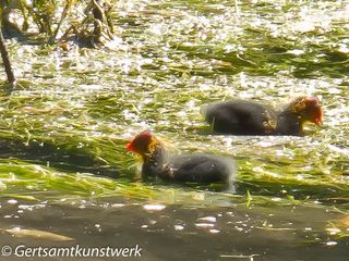 Fluffy ducks