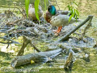 Mallard