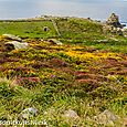 Gorse and heather