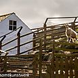 Goat in farmhouse