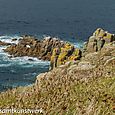 Lichen on rock