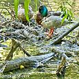 Mallard