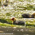Fluffy ducks