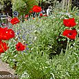 Poppies