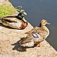 Mallard pair