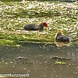 Fluffy ducks