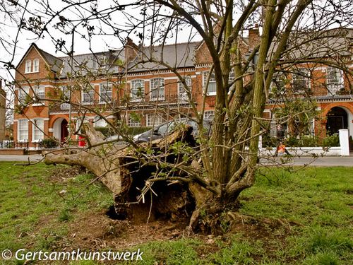 Fallen tree