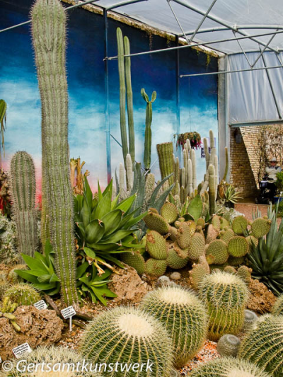 Cactus house